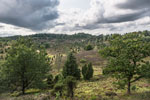 Lüneburger Heide. Totengrund