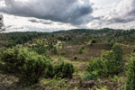 Lüneburger Heide. Totengrund