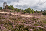 Lüneburger Heide. Besenheide