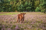 Lüneburger Heide. Ein Kalb