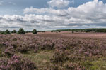 Lüneburger Heide. Eine blühende Heidefläche