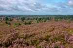 Lüneburger Heide