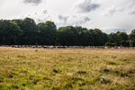 Lüneburger Heide. Weidende Heidschnucken