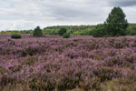 Lüneburger Heide