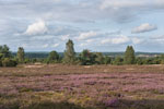 Lüneburger Heide
