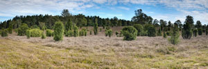 Wacholderheide