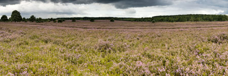Lüneburger Heide. Eine blühende Heidefläche