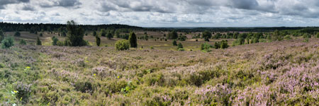 Lüneburger Heide. Eine Heidefläche