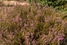 Lüneburger Heide. Blühende Besenheide