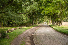Lüneburger Heide. Wege