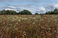 Lüneburger Heide. Kamillen