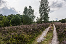 Lüneburger Heide. Sandweg