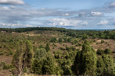 Lüneburger Heide. Totengrund
