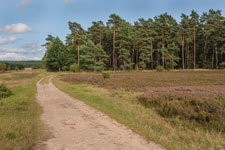 Lüneburger Heide. Sandweg