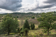 Lüneburger Heide. Totengrund