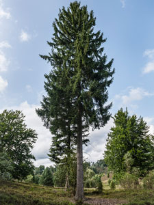 Lüneburger Heide. Ein Kiefer