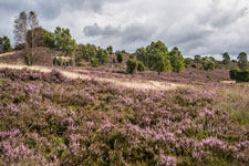 Lüneburger Heide. Besenheide