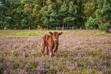 Lüneburger Heide. Ein Kalb