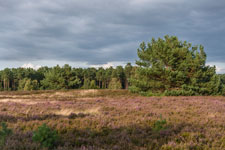 Lüneburger Heide. Heide und Wald