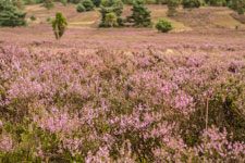 Lüneburger Heide. Eine blühende Heidefläche