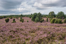 Lüneburger Heide. Eine Heidefläche