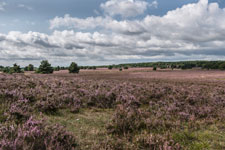 Lüneburger Heide. Eine blühende Heidefläche