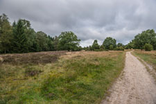 Lüneburger Heide. Sandweg