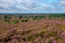 Lüneburger Heide