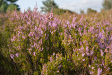 Lüneburger Heide. Blühende Besenheide