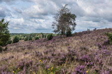 Lüneburger Heide. Eine Birke