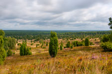 Lüneburger Heide