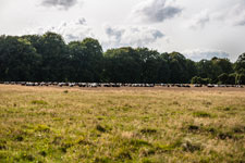 Lüneburger Heide. Weidende Heidschnucken