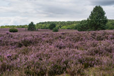 Lüneburger Heide