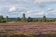 Lüneburger Heide