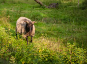 Lüneburger Heide. Eine Heidschnucke