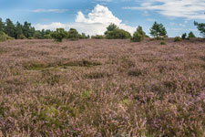 Wacholderheide. Besenheide