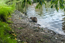Der Schlosspark Celle. Fischotter