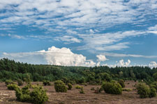 Wacholderheide