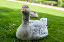 Der Schlosspark Celle. Ein Graugans