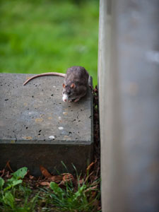 Nordschwarzwald. Nagoldtalsperre. Eine Maus