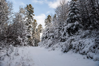Nordschwarzwald. Gündringen. Ein Weg