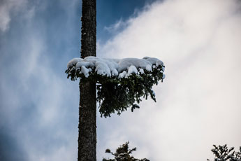 Nordschwarzwald. Gündringen. Ein Zweig