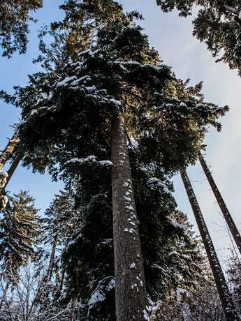 Nordschwarzwald. Gündringen. Fichten