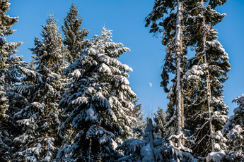 Nordschwarzwald. Gündringen. Geschneiter Wald