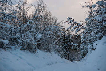 Nordschwarzwald. Gündringen. Ein Weg