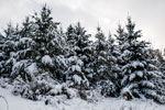 Nordschwarzwald. Gündringen. Schnee