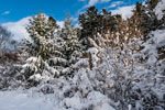 Nordschwarzwald. Gündringen. Geschneiter Wald