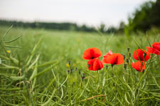 Nordschwarzwald. Gündringen. Mohn