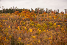 Nordschwarzwald. Gündringen. Herbst
