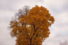 Nordschwarzwald. Gündringen. Herbst